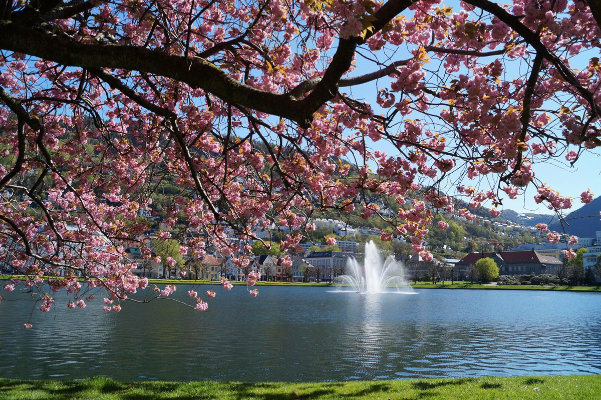 Foto: Bergen, Lille Lungegardsvann nr 13. Kred: Gjertrud Coutinho